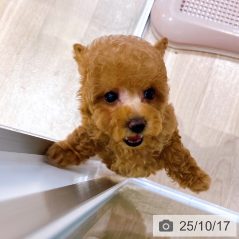 トイ・プードルの写真