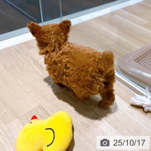 トイ・プードルの写真
