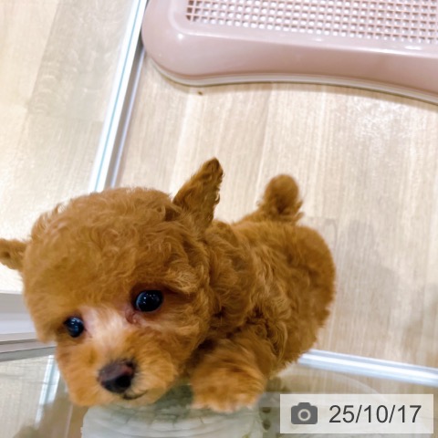 トイ・プードルの写真