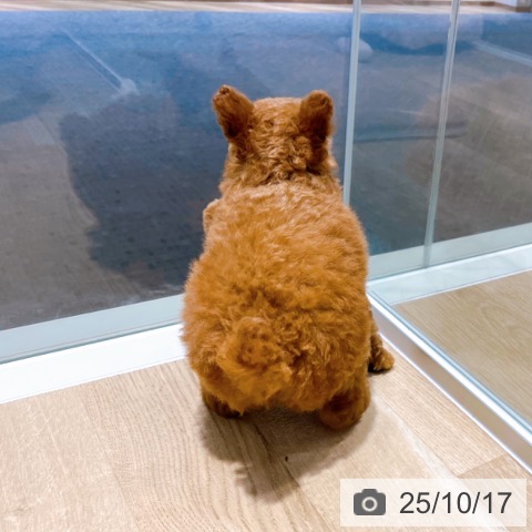 トイ・プードルの写真