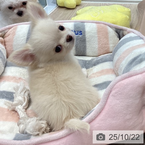 チワワの写真