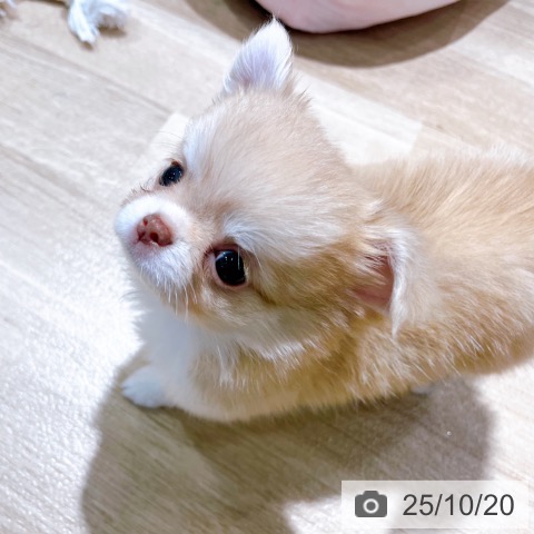 チワワの写真