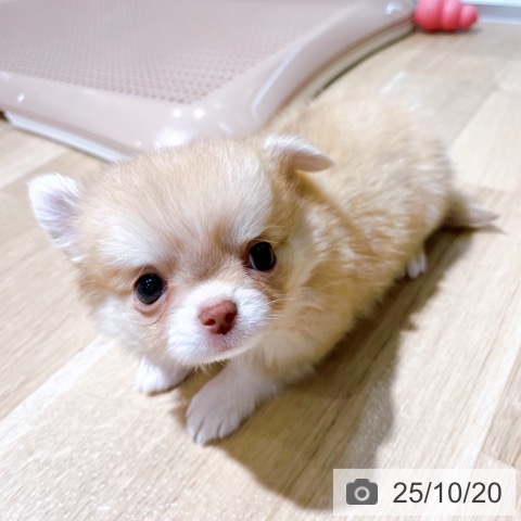 チワワの写真