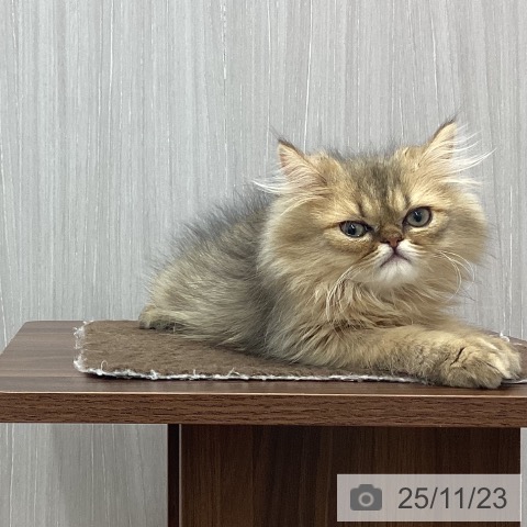 京都府のペルシャ (ペットプラス 久御山店/2025年8月18日生まれ/男の子/シェーデットゴールデン)の子猫の4枚目の画像