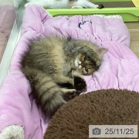 京都府のペルシャ (ペットプラス 久御山店/2025年8月18日生まれ/男の子/シェーデットゴールデン)の子猫の3枚目の画像