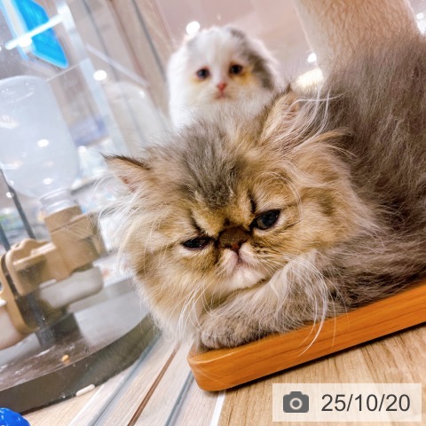 ペルシャの写真