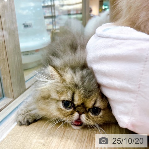 ペルシャの写真