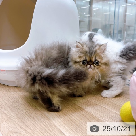 ペルシャの写真