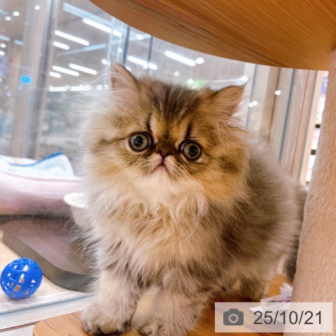 ペルシャの写真