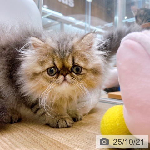 ペルシャの写真