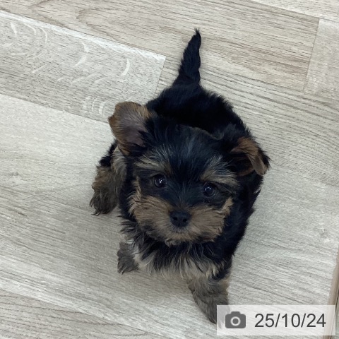 ヨークシャー・テリアの写真