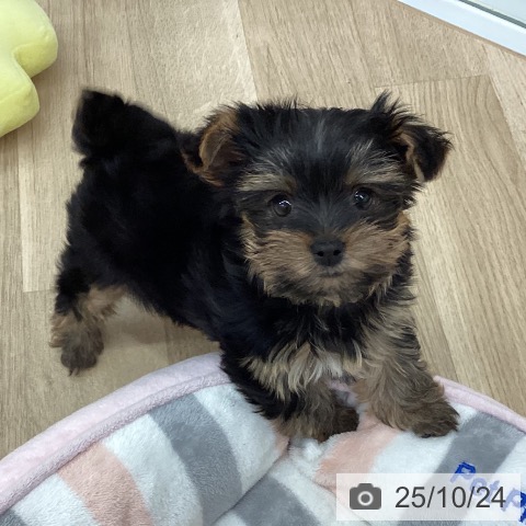 ヨークシャー・テリアの写真