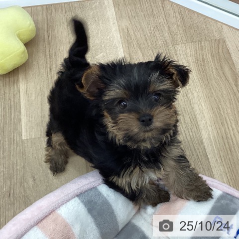 ヨークシャー・テリアの写真