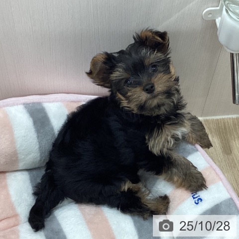 ヨークシャー・テリアの写真