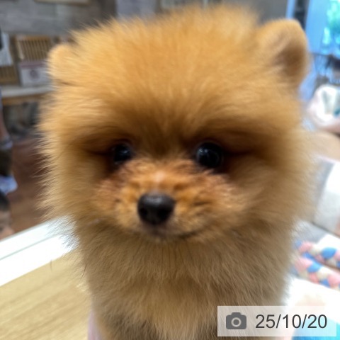 ポメラニアンの写真