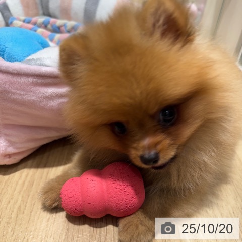 ポメラニアンの写真