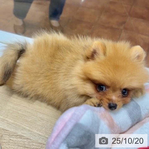 ポメラニアンの写真