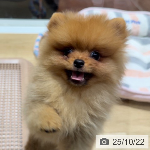 ポメラニアンの写真