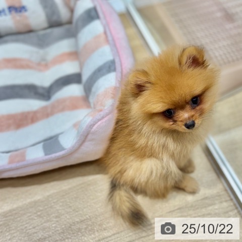 ポメラニアンの写真