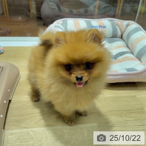 ポメラニアンの写真
