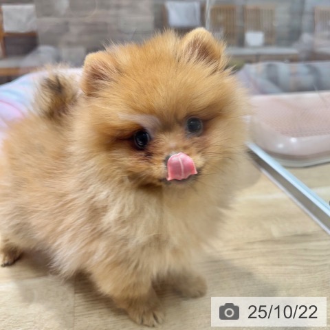 ポメラニアンの写真