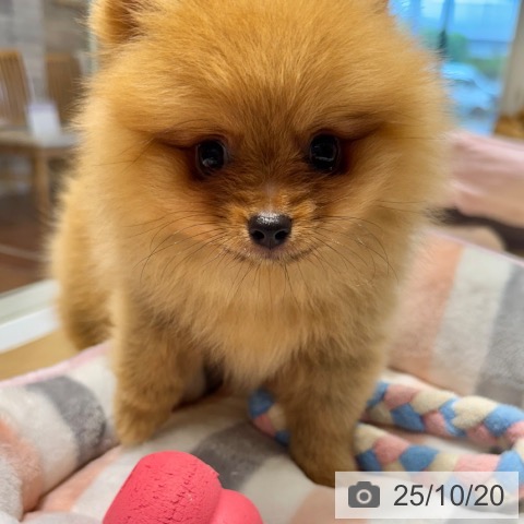 ポメラニアンの写真