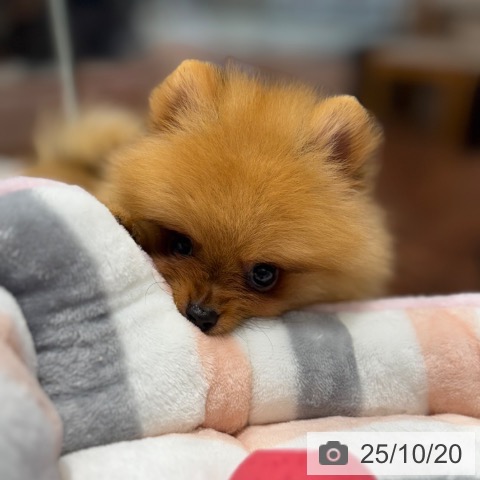 ポメラニアンの写真