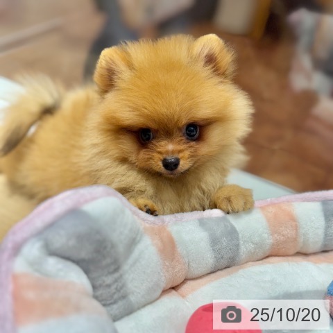 ポメラニアンの写真