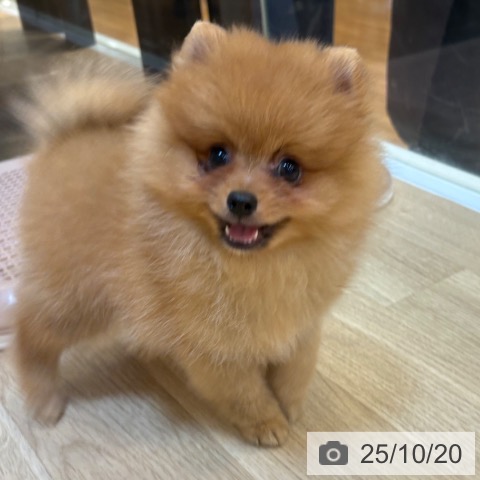 ポメラニアンの写真