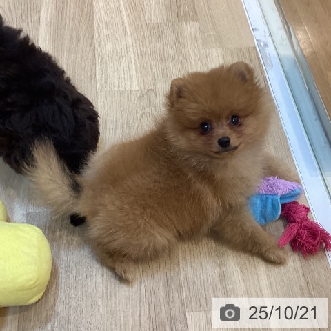 ポメラニアンの写真