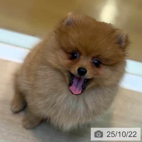 ポメラニアンの写真