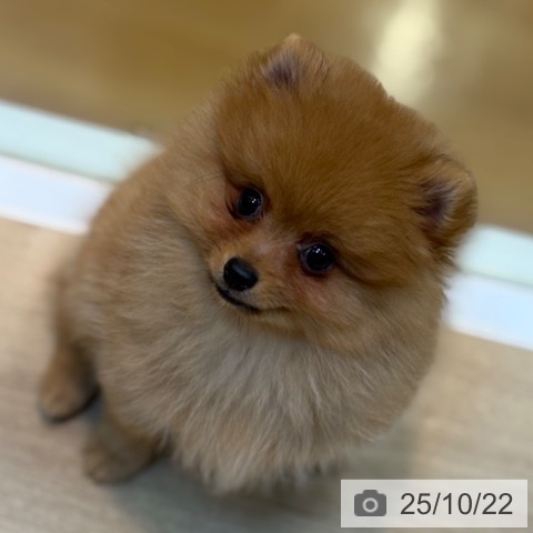 ポメラニアンの写真