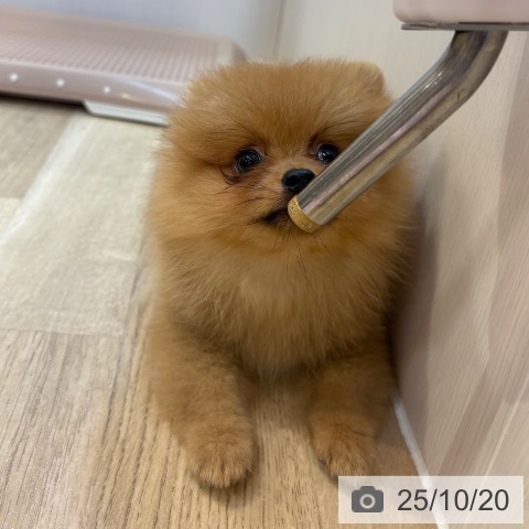 ポメラニアンの写真