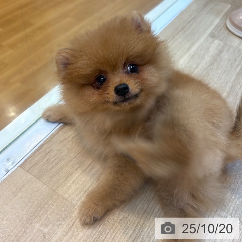 ポメラニアンの写真