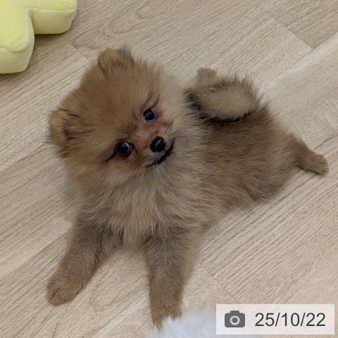 ポメラニアンの写真