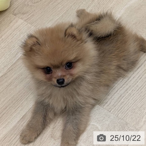 ポメラニアンの写真