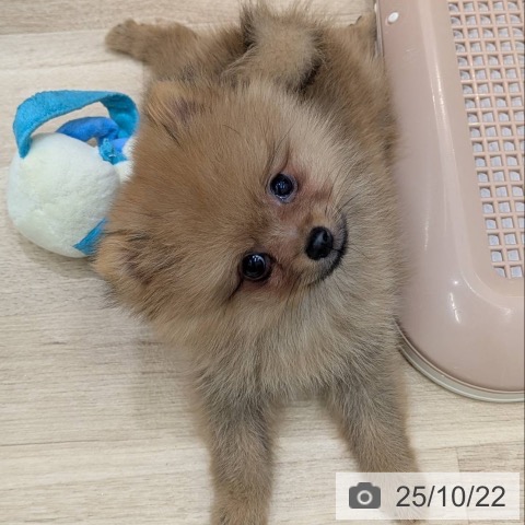 ポメラニアンの写真
