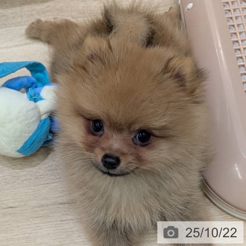 ポメラニアンの写真