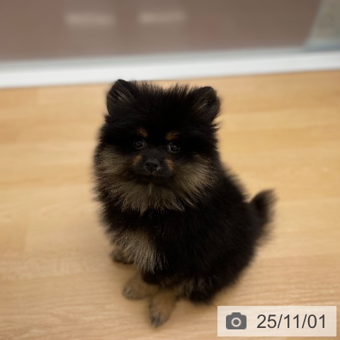 ポメラニアンの写真