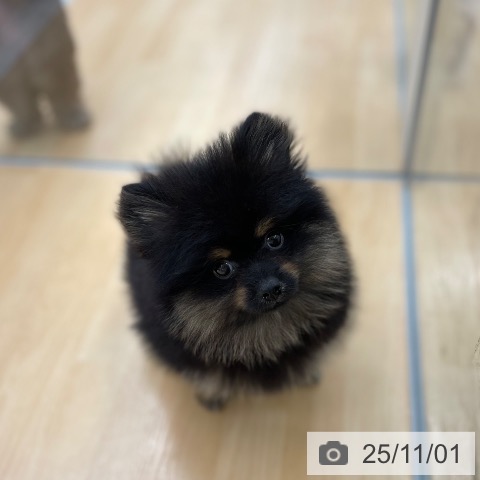 ポメラニアンの写真