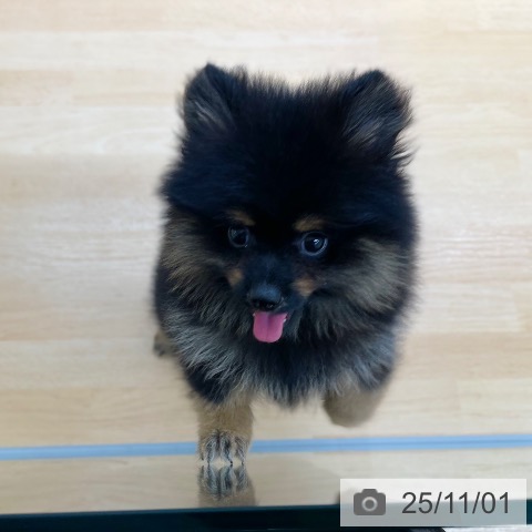 ポメラニアンの写真
