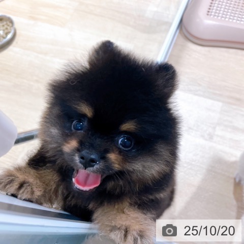 ポメラニアンの写真