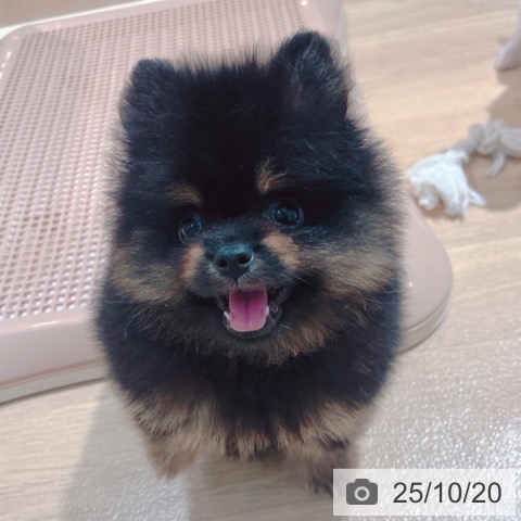 ポメラニアンの写真