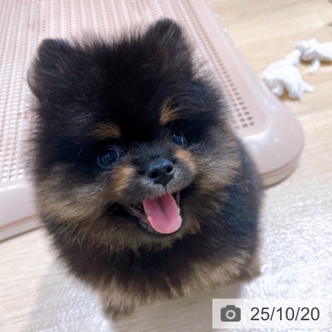 ポメラニアンの写真