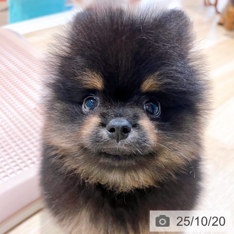 ポメラニアンの写真