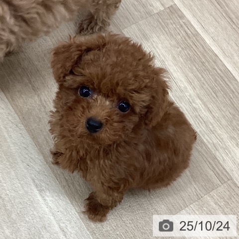 トイ・プードルの写真