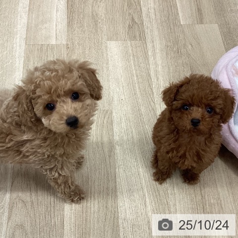 トイ・プードルの写真