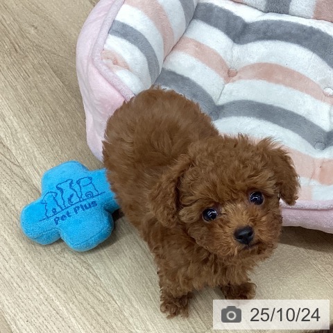 トイ・プードルの写真