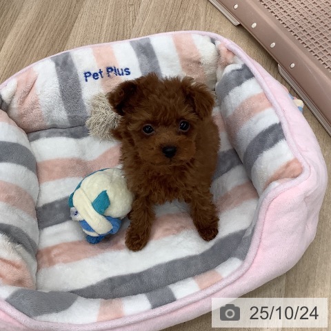 トイ・プードルの写真