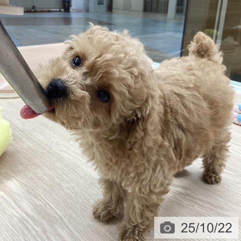 トイ・プードルの写真